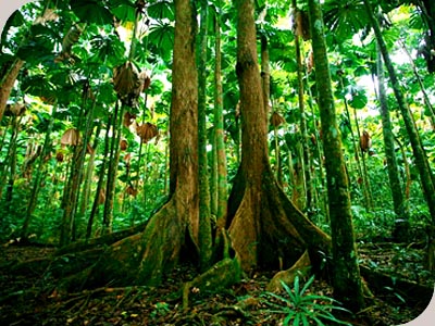 Cooper Creek Wilderness - Fan Palm Forest