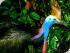 Cooper Creek Wilderness - Cassowary