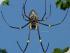 Cooper Creek Wilderness - Golden Orb Spider