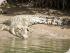 Cooper Creek Wilderness - Saltwater Crocodile