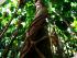 Cooper Creek Wilderness - Strangler Fig