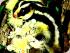 Cooper Creek Wilderness - Striped Sugarglider