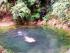 Daintree Views -