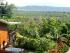 Daintree Views - Multitudes of butterflies