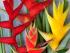Daintree Views - Exotic tropical flowers