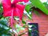 Daintree Views -