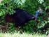 Heritage Lodge & Spa - Cassowary