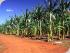 Highlander Food Trails - Tropical Fruit Trees