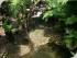 Daintree Secrets - Private Swimming Hole