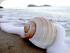 Argosy on the Beach -