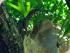 Cape Trib Beach House - Wildlife