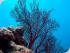 Frankland Islands - 