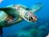 Frankland Islands - 