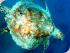 Frankland Islands - 