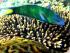 Frankland Islands - 