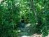 Cape Trib Beach House - Rainforest walk