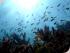 Frankland Islands - 