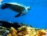 Frankland Islands - 