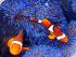 Frankland Islands - 