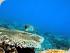 Frankland Islands - 