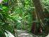3 Day Reef, Kuranda,CapeTrib - Marrdja Boardwalk