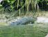 3 Day Reef, Kuranda,CapeTrib - 