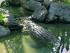 2 day Osprey & Cape Trib -