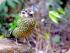 On The Wallaby Overnight - 