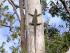 On The Wallaby Overnight - 