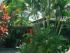 PK's Jungle Village - Budget Accommodation