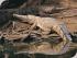 Kuranda & Hartleys - 