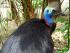 Full Day Kuranda - 