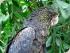 Full Day Kuranda - 