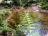 Daintree Cascades Cottage -