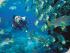 3 Day Ocean Referral -