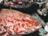3 Day Ocean Referral -
