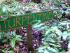 Crocodylus Village - 