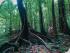 Silky Oaks Lodge - Guided Rainforest Walk