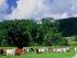 Tranquility on the Daintree - Cattle