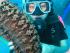 Seastar -