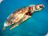 Seastar -