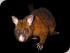 Nocturnal Wildlife Tours - POSSUM
