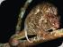 Nocturnal Wildlife Tours - POSSUM FAMILY