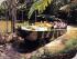 Rainforestation -