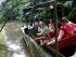 Rainforestation -