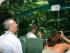 Rainforestation -