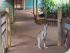 Rainforestation -