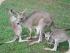 Rainforestation -