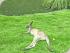 Trek North Daintree Explorer -