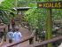 Trek North Daintree Explorer -